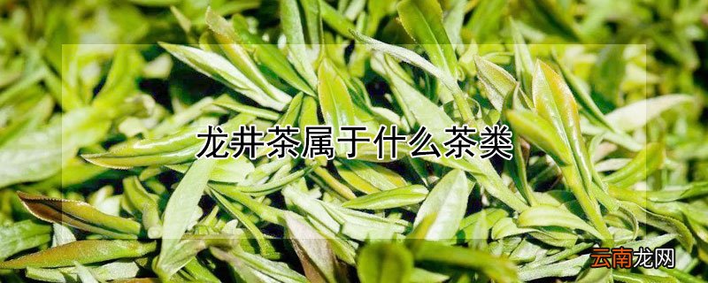 龙井茶属于什么茶类