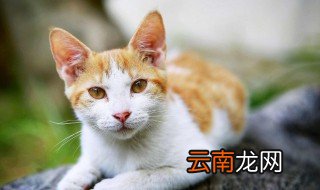 猫砂是干嘛用的 猫砂的简介