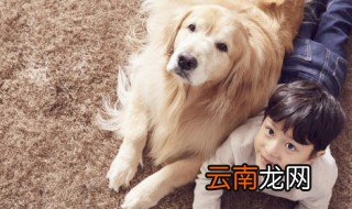 十大狗狗智商排名 十大狗狗智商排名内容