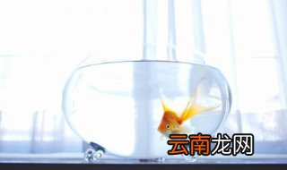 养水怎么养 鱼缸如何养水？