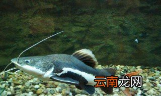 招财猫鱼怎么养 招财猫鱼饲养方法介绍