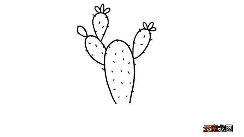 仙人掌盆栽简笔画