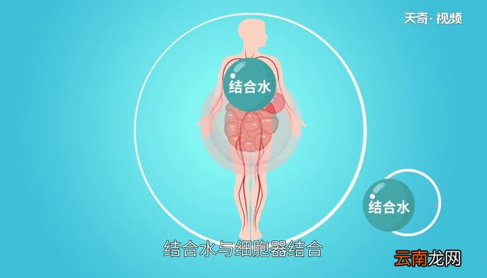 自由水和结合水的作用自由水和结合水有什么作用