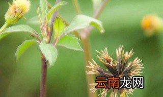 鬼针草的功效与作用 鬼针草的功效是什么