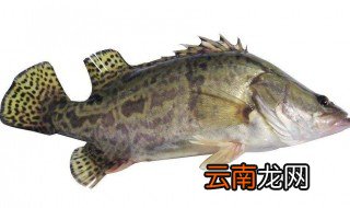 桂鱼和鲈鱼的区别 好多人都不知道长得太像了