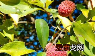鸡嗉子果泡酒方法 小白也会哦