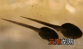 小蝌蚪怎么养 小蝌蚪如何养