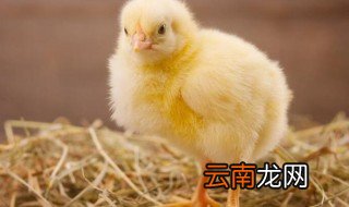 小鸡第一个月怎么养 小鸡第一个月如何养