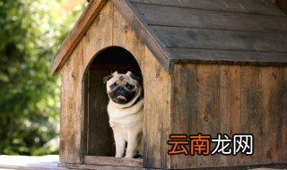 养狗证怎么办理 如何办理养狗证