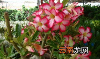 沙漠玫瑰怎么养才开花 如何养沙漠玫瑰