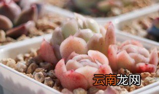 肉肉怎么养长得好 肉肉如何养长得好