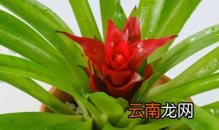 鸿运当头花怎么养才红 鸿运当头花喜欢什么生长环境