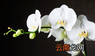 兰花怎么养才好 兰花如何养才好