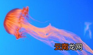 小水母怎么养 水母的简介
