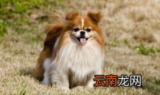 萨摩耶怎么养才好 萨摩耶怎么养