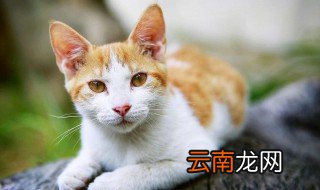 一个月大的猫咪怎么养 一个月大的猫咪如何养