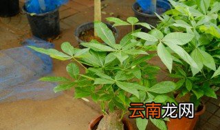 家里发财树怎么养 家里发财树如何养