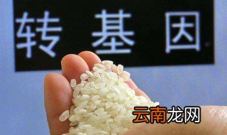 如何辨别转基因食品 什么是转基因食品
