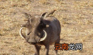 套野猪技巧 说不定学一次你就会了