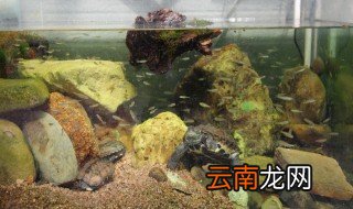 乌龟缸怎么布置 盘点四大布置事项