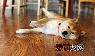 秋田犬是柴犬吗 通过诸多特征区分两种犬类