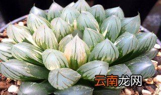 玉露哪种品种最好 培育多肉有讲究