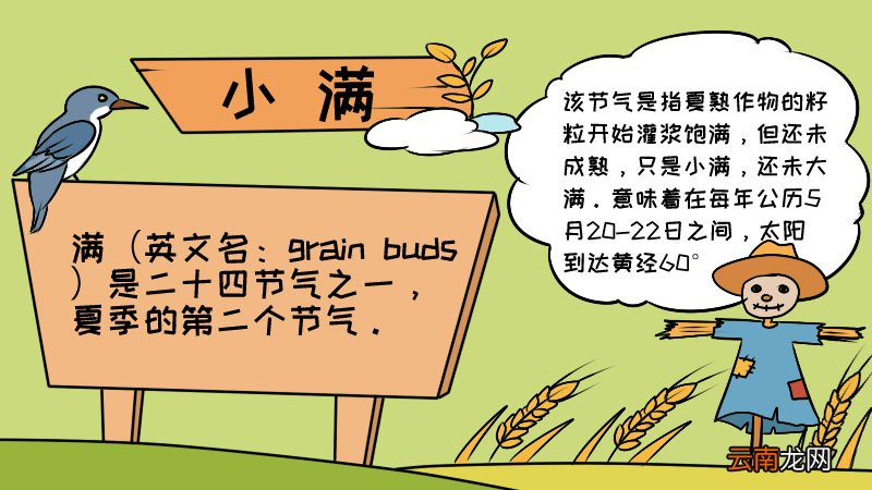 小满手抄报怎么画小满手抄报画法