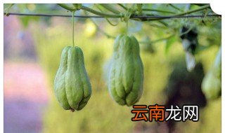 哪些人群不宜吃佛手瓜 具有哪些功效呢