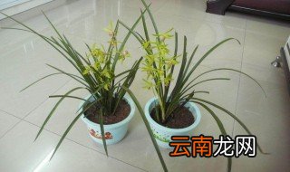 兰花和兰草是一种吗 兰花和兰草的区别