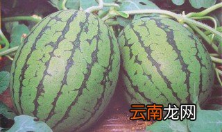西瓜最好品种 这种西瓜你吃过吗