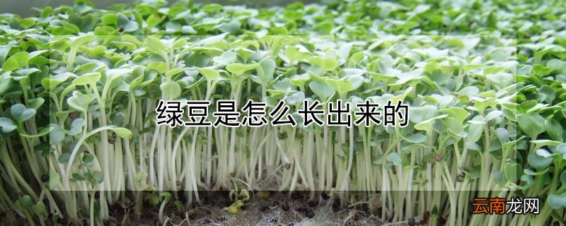 绿豆是怎么长出来的