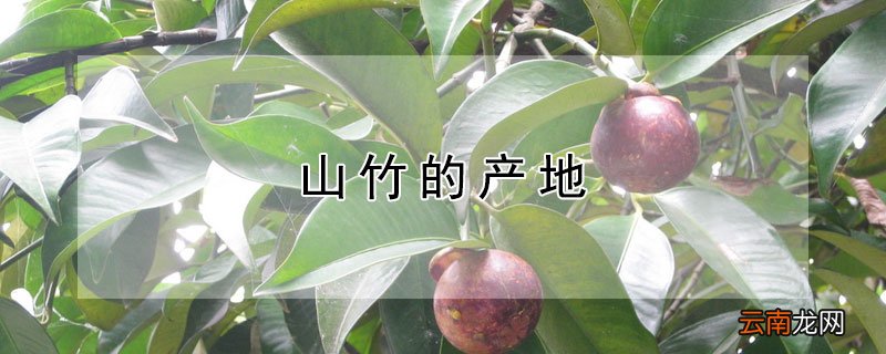 山竹的产地