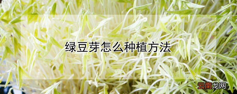 绿豆芽怎么种植方法