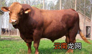 牛一般长多长 你了解过吗