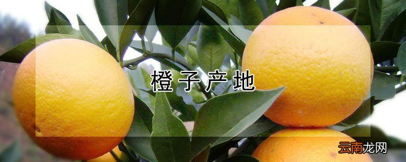 橙子产地