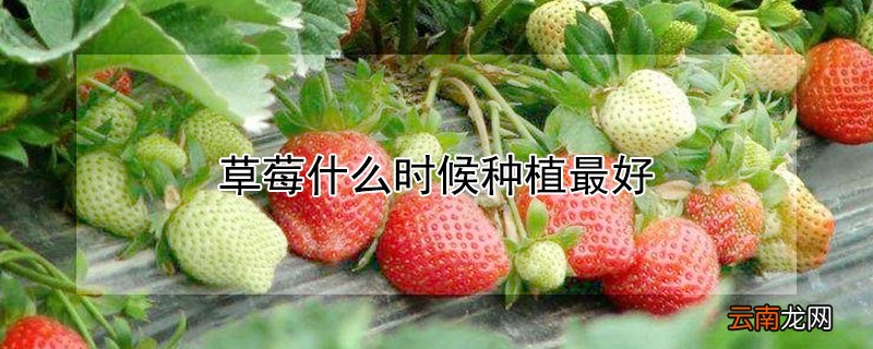 草莓什么时候种植最好