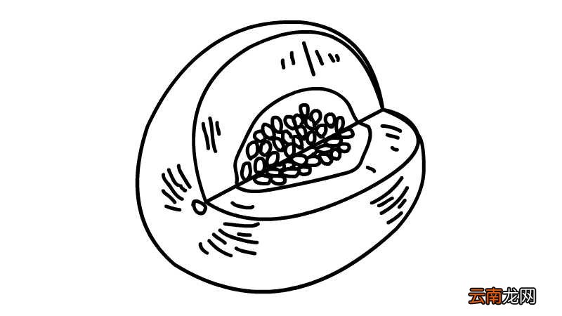 香瓜简笔画 香瓜简笔画怎么画