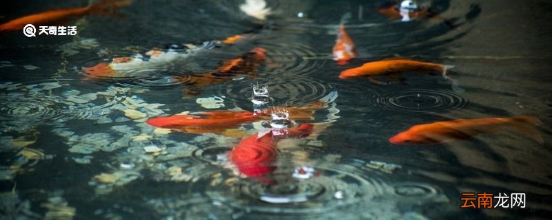 公孙仪不受鱼文言文翻译 公孙仪不受鱼的翻译