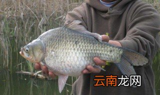 鱼白可以吃吗 有什么营养吗