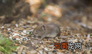 田鼠能吃吗 好吃吗