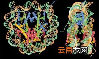 人dna长度 你绝对想不到
