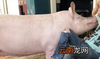 梦见杀大肥猪 梦境代表着什么意思呢