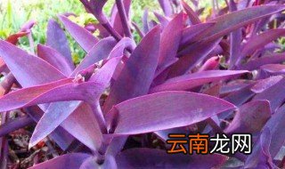 紫竹梅如何修剪好看 这样做即可