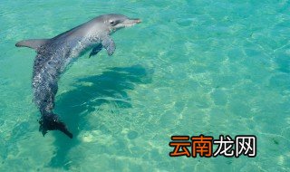 为什么鲨鱼的天敌是海豚 海洋动物百科知识