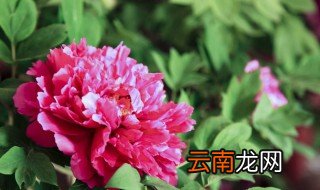 红牡丹大结局 你都了解吗