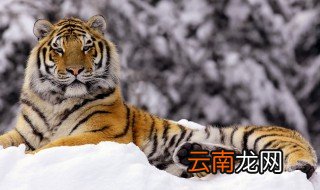 老虎不敢招惹哪些动物 我们一起来看看
