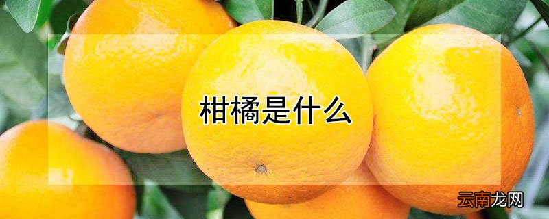 柑橘是什么