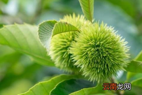 板栗发芽了怎么种植