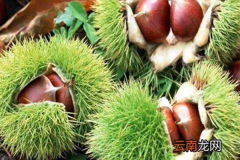 板栗发芽了怎么种植