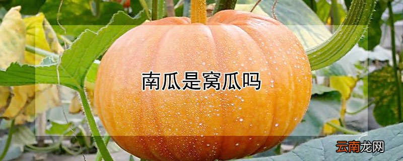 南瓜是不是窝瓜